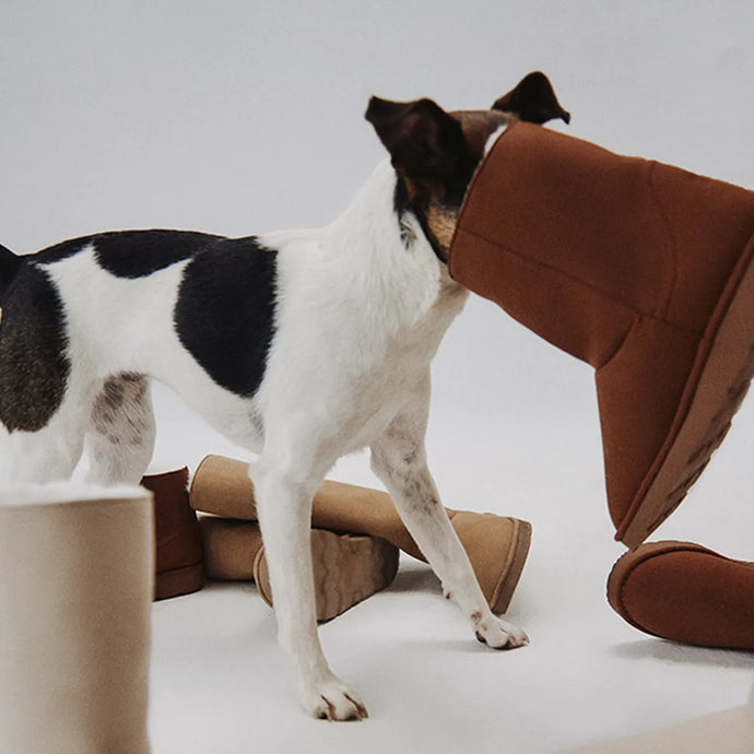 Dog interacting with a brown vegan shoe on a white background