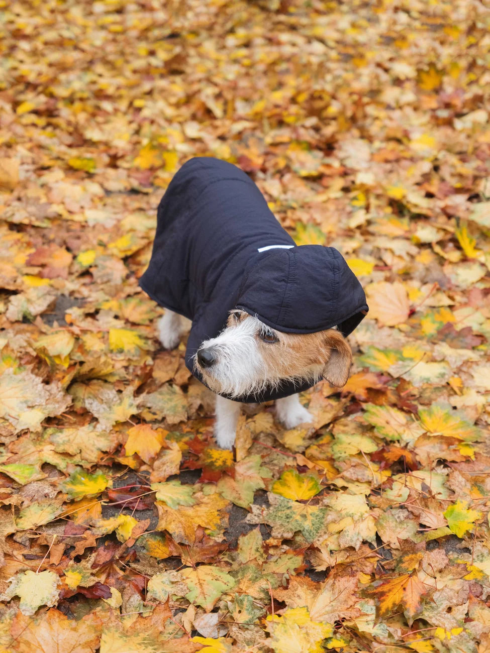 Vegan Dog Fashion