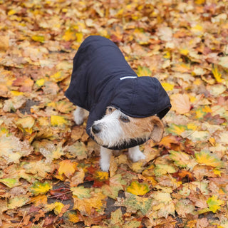 Vegan Dog Fashion