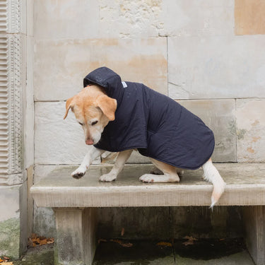 Dog Hooodie Navy Blue