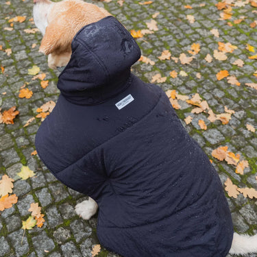 Dog Hooodie Navy Blue